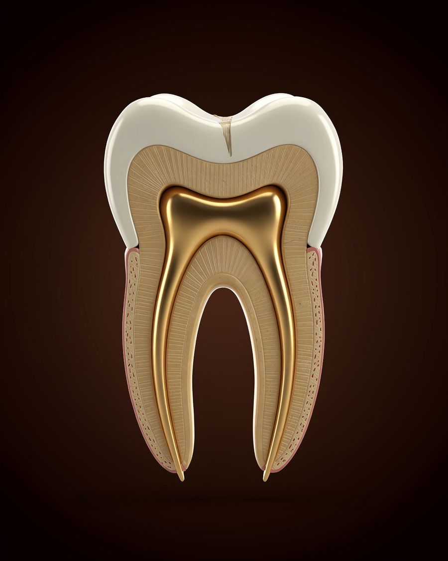Ilustração 3D de dente em corte mostrando os canais internos: é neles que o tratamento de canal atua